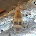 Entomobrya assuta - photo 5