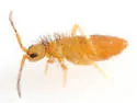 Entomobrya atrocincta