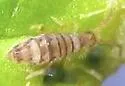 Entomobrya atrocincta - photo 2