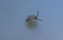 Entomobrya atrocincta - photo 3