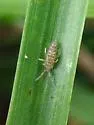 Entomobrya atrocincta - photo 4