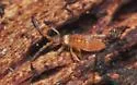 Entomobrya atrocincta - photo 5