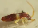 Entomobrya bicolor