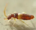 Entomobrya bicolor - photo 2