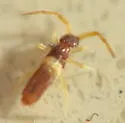 Entomobrya bicolor - photo 3