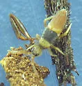 Entomobrya clitellaria
