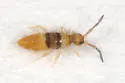 Entomobrya clitellaria - photo 2