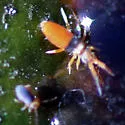 Entomobrya clitellaria - photo 3