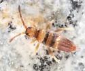 Entomobrya clitellaria - photo 4