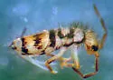 Entomobrya comparata