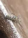 Entomobrya comparata - photo 4