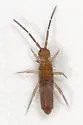 Entomobrya confusa