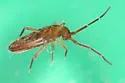 Entomobrya confusa - photo 2