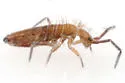 Entomobrya confusa - photo 3
