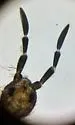 Entomobrya confusa - photo 4