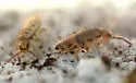 Entomobrya decemfasciata