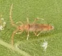 Entomobrya decemfasciata - photo 2