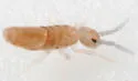 Entomobrya griseoolivata