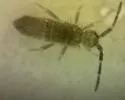 Entomobrya griseoolivata - photo 2