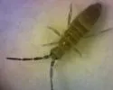 Entomobrya griseoolivata - photo 3