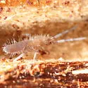 Entomobrya griseoolivata - photo 4