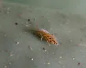 Entomobrya katzi - photo 2