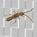 Entomobrya katzi - photo 3