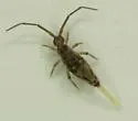Entomobrya katzi - photo 4