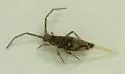 Entomobrya katzi - photo 5
