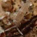 Entomobrya lanuginosa