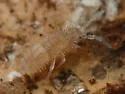 Entomobrya lanuginosa - photo 2