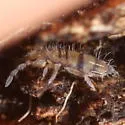 Entomobrya ligata