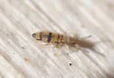 Entomobrya ligata - photo 2