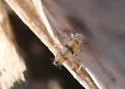Entomobrya ligata - photo 3