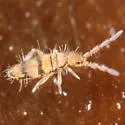Entomobrya ligata - photo 4