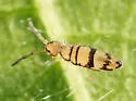 Entomobrya ligata - photo 5