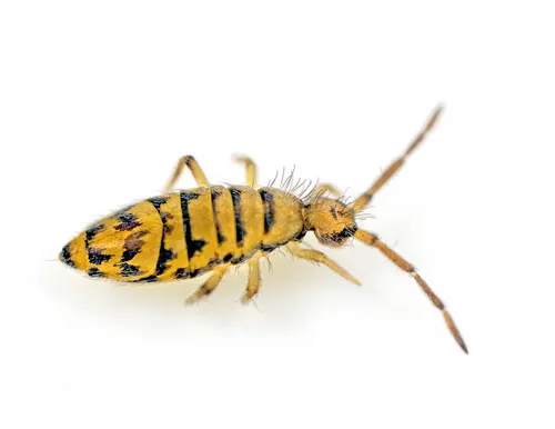 Entomobrya multifasciata