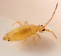 Entomobrya nicoleti