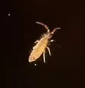 Entomobrya nicoleti - photo 2