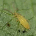 Entomobrya nicoleti - photo 3