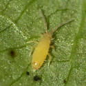 Entomobrya nicoleti - photo 4