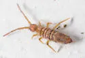 Entomobrya nivalis
