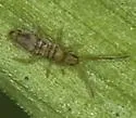 Entomobrya nivalis - photo 2
