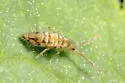 Entomobrya nivalis - photo 3