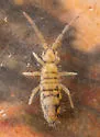 Entomobrya nivalis - photo 4