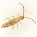 Entomobrya nivalis - photo 5