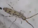 Entomobrya quadrilineata