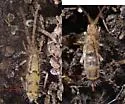 Entomobrya quadrilineata - photo 3