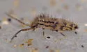 Entomobrya quadrilineata - photo 4