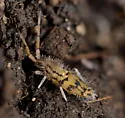Entomobrya quadrilineata - photo 5